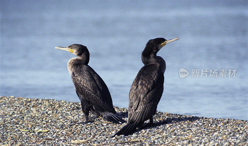 两只鸬鹚(Phalacrocorox carbo)。